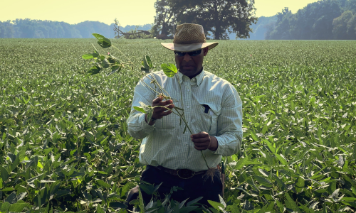 photo of an Arkansas soybean and rice farmer in the middle of a field, 齐腰深的庄稼, holding the stalk of one plant in his hands as he examines it